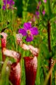 Bog flowers