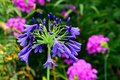 Blue on Purple