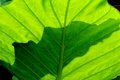 Backlit leaf