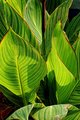 Leaf Lines