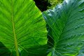 Leaf Textures