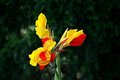Red Yellow