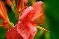 Water Drops on Pink