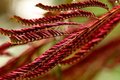 Delicate red leaves