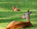 Fawn and doe