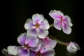 Purple on white