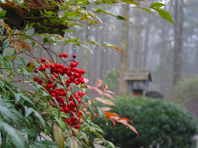 berrys