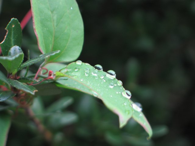 dew lineup on leaf