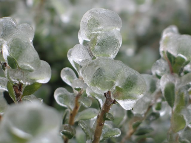 Ice on shrub