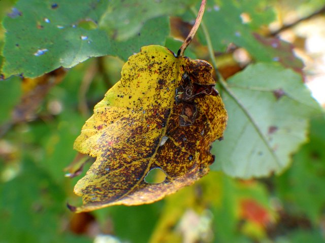 yellow leaf