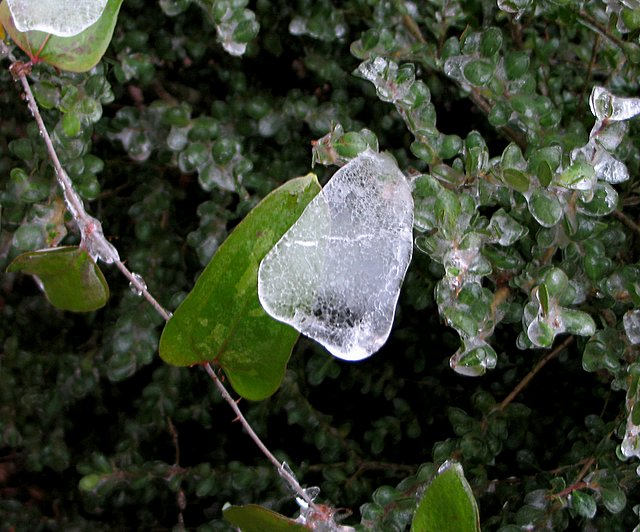 Ice on leaf