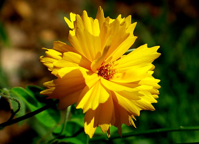 Yellow flower