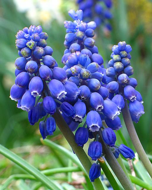 Grape Hyacinths