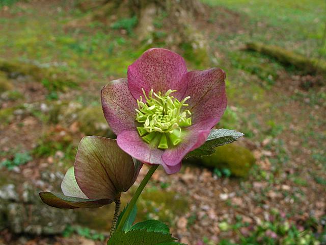 Lenten Rose