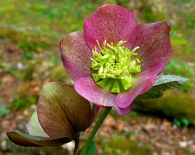 Lenten Rose