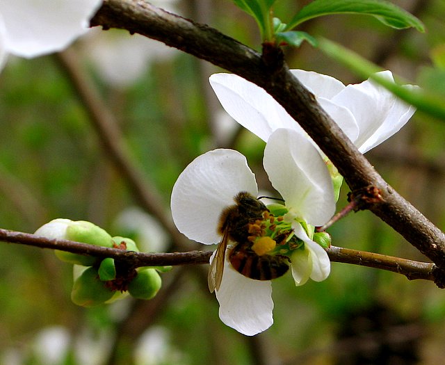 Honey Bee