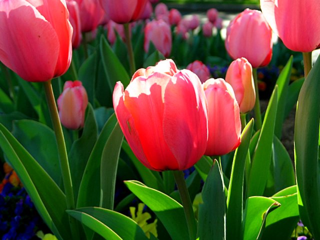 Tullips