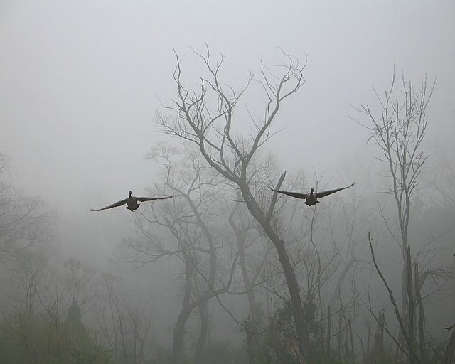 Geese