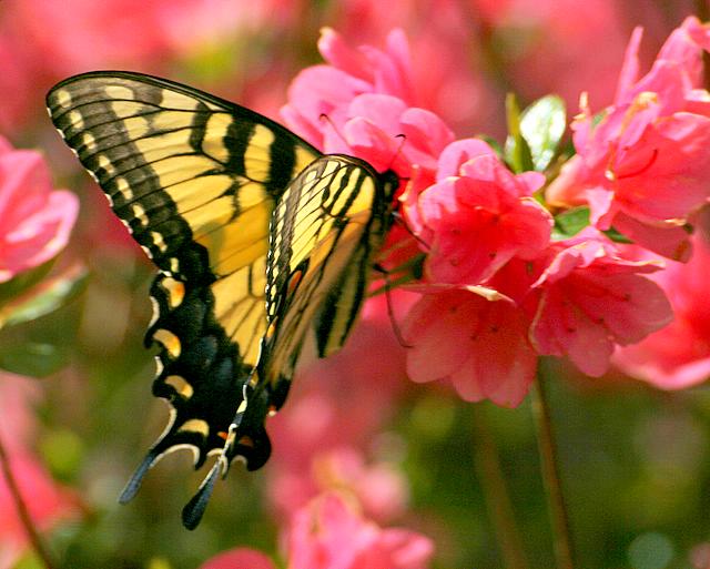 Butterfly on Red Azalea 2