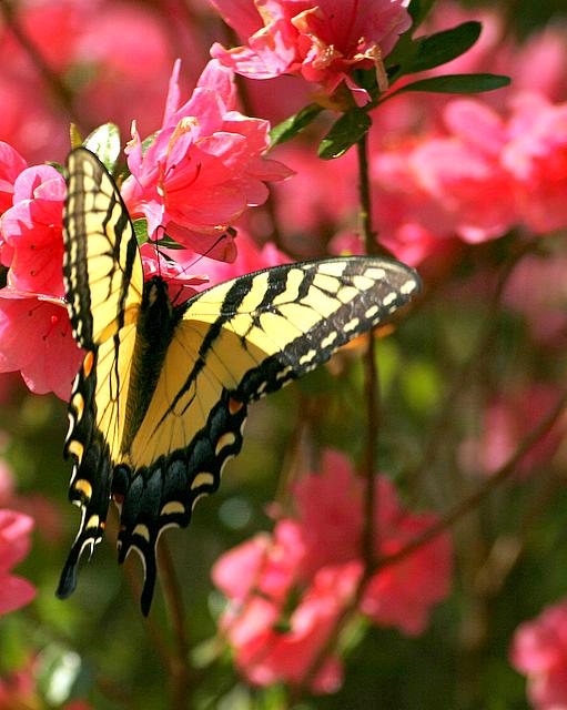Butterfly on Red Azalea