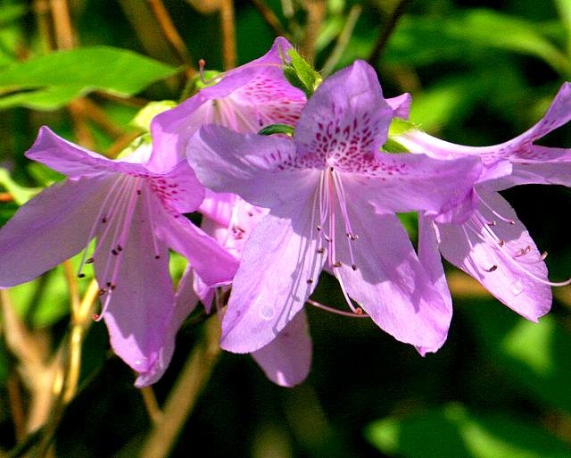 Purple Azalea