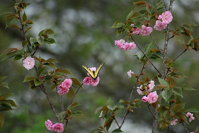 Butterfly on Cherry Tree