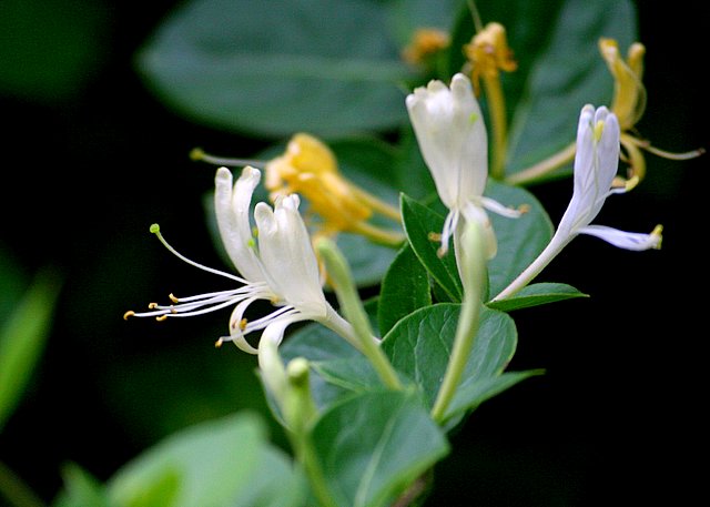 Honeysuckle 1