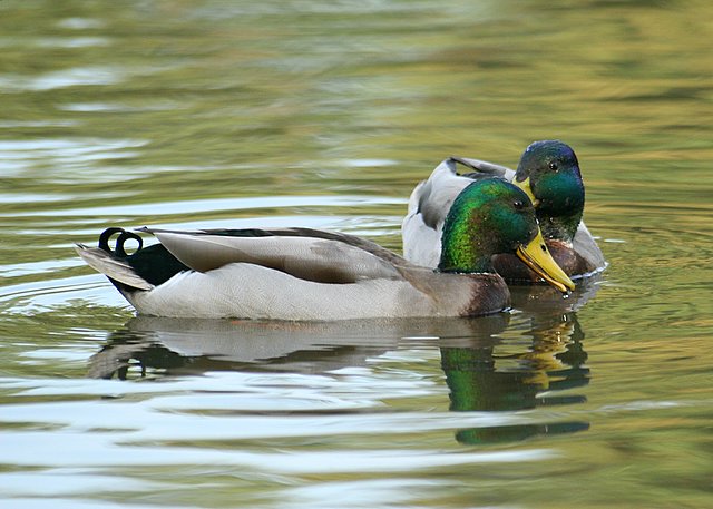 Ducks 1