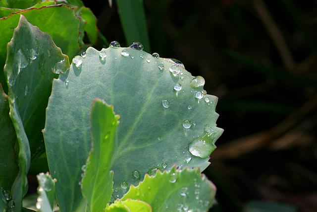 Water on Leaf