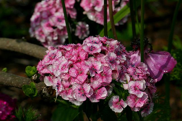 Pink Flower