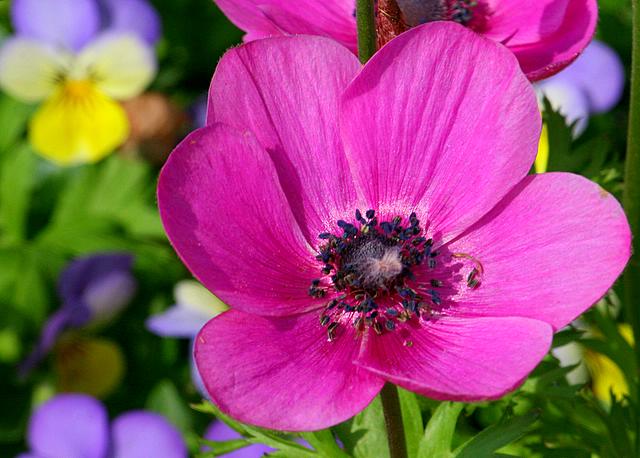 Purple Flower