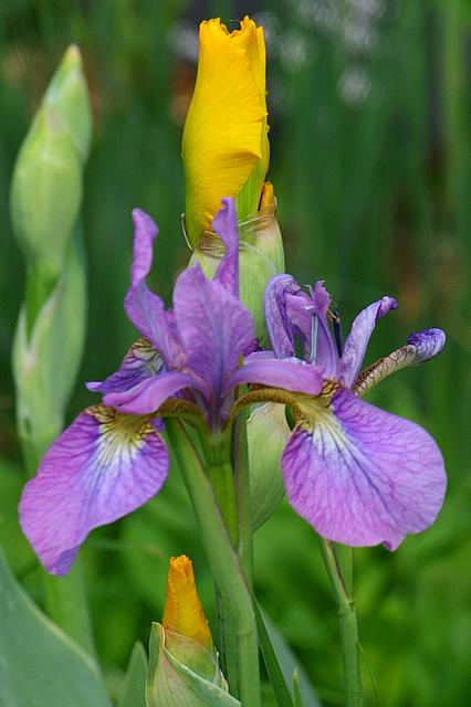 Iris 1