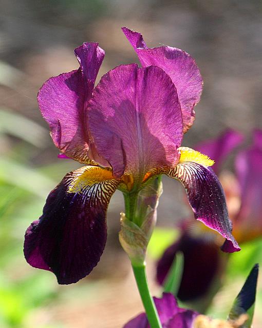 Iris 2