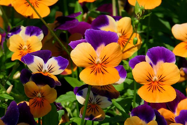 Yellow Purple