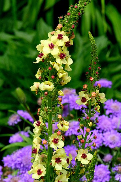 Yellow on Purple