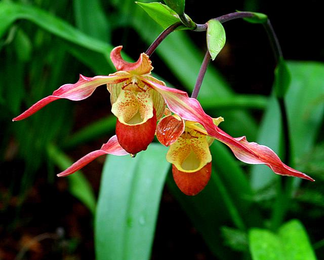Slipper Orchids