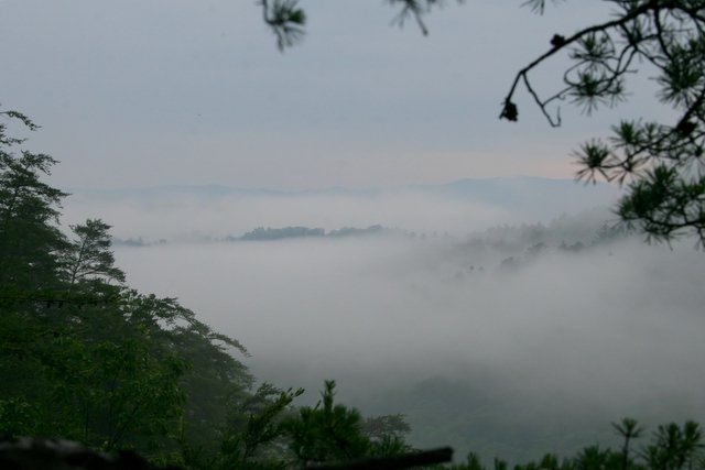 Fog in the forrest