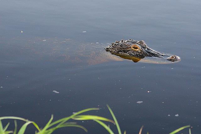 Gator