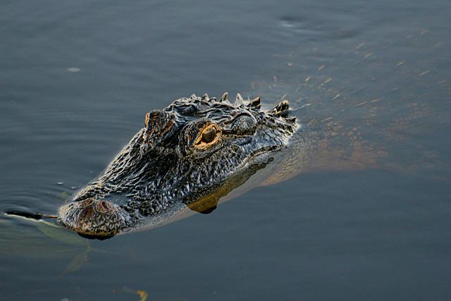 Gator 2