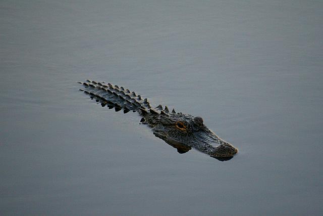 Gator 3