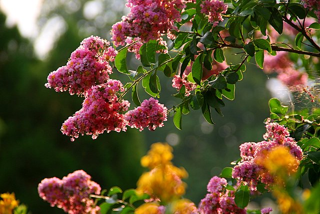 Crepe Myrtle
