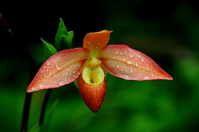 Orchid
