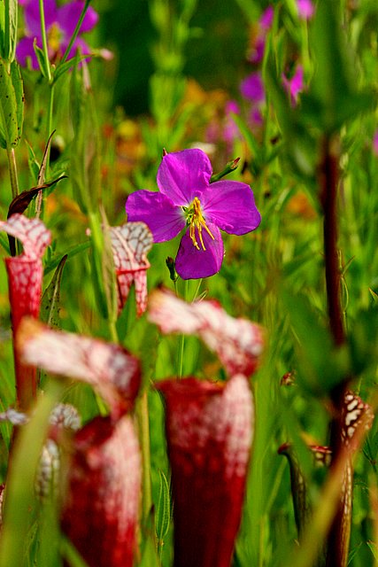 Bog flowers