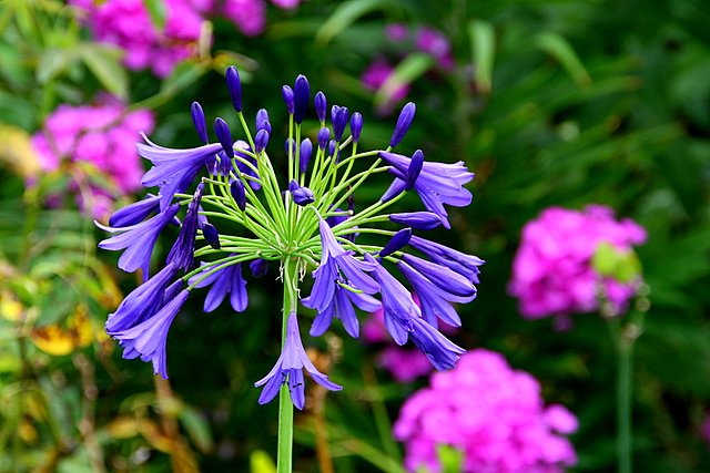 Blue on Purple