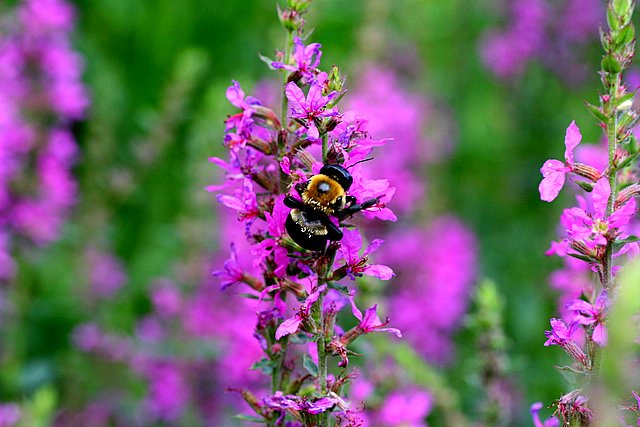 Bee