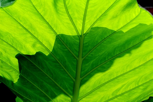 Backlit leaf