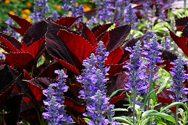 Purple on Burgandy
