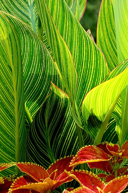 Leaf Lines