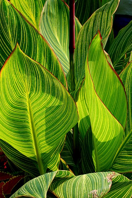 Leaf Lines