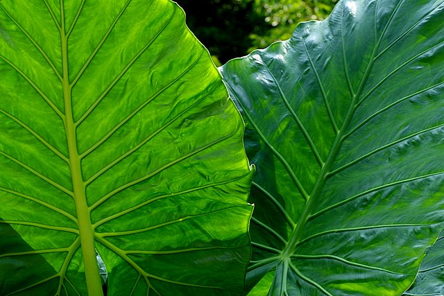 Leaf Textures